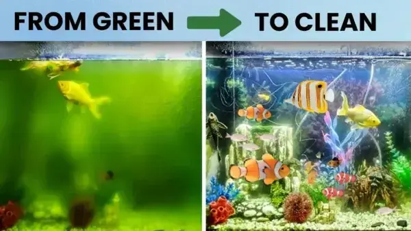 Aquariums Aqua-Guardian Blend - Image 19