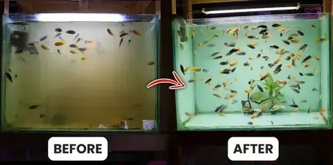 Aquariums Aqua-Guardian Blend - Image 23