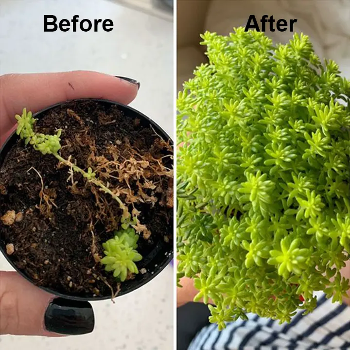 Plant Vitality Elixir - Image 18