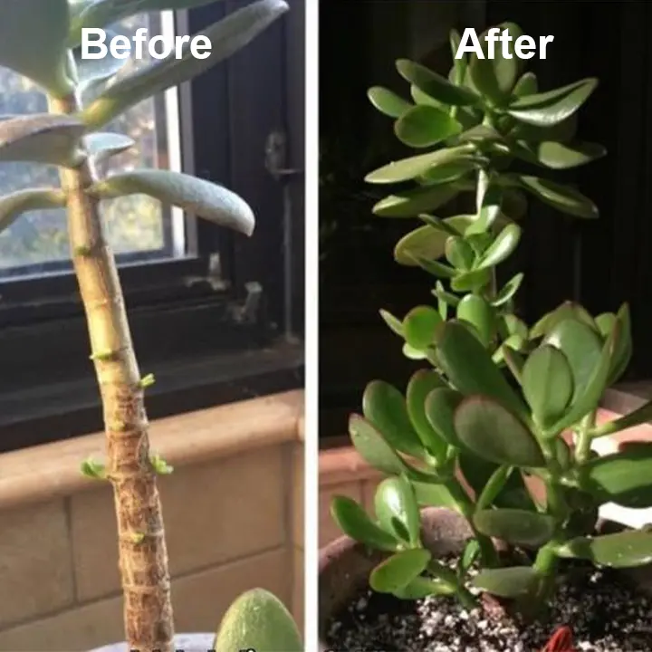 Plant Vitality Elixir - Image 9