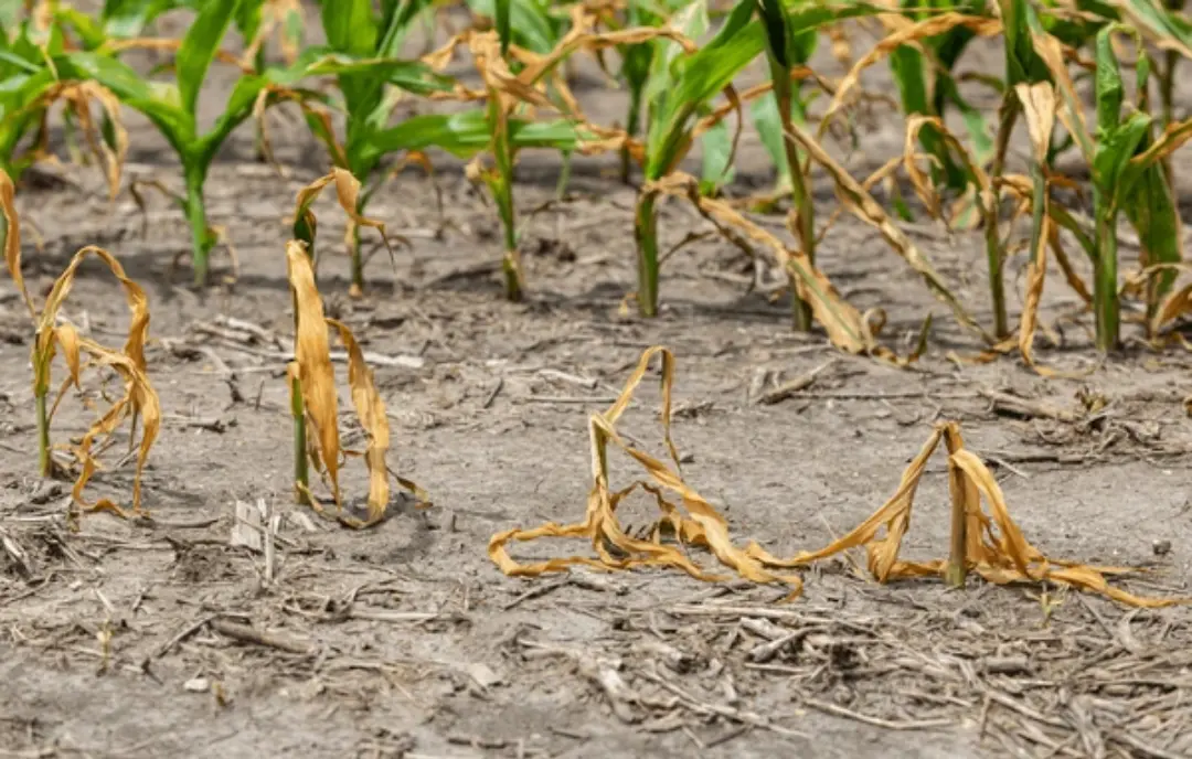 2 in 1 Vita-Enzyme Solution - Image 16