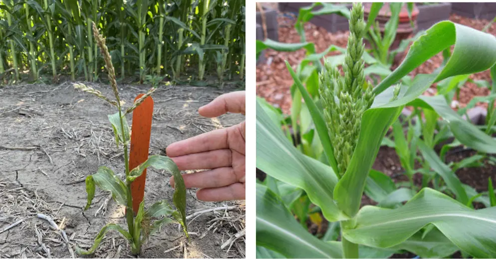 2 in 1 Vita-Enzyme Solution - Image 12