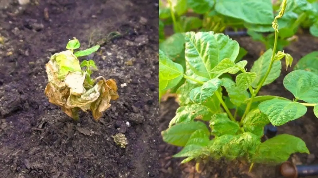 2 in 1 Vita-Enzyme Solution - Image 10