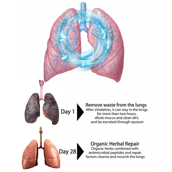 Organic Herbal Lung Cleansing Spray - Image 5