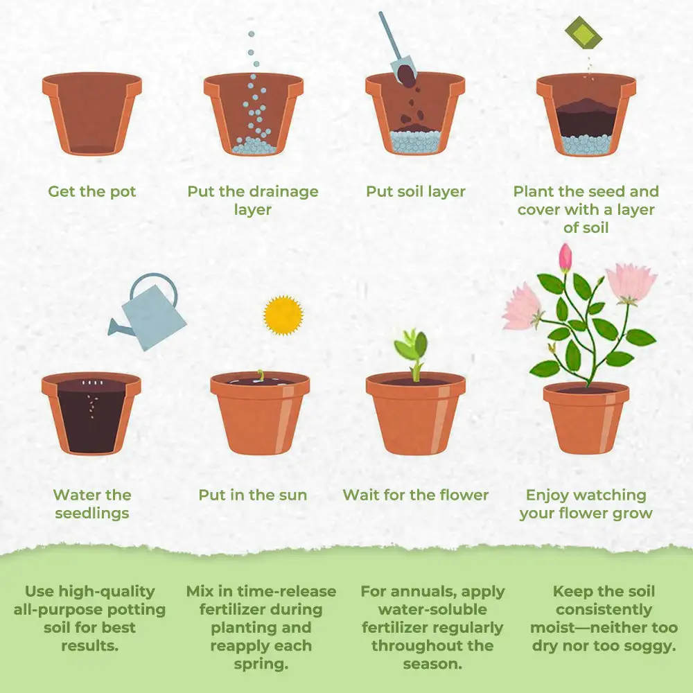 Dazzle Blossom Seeds - Image 8