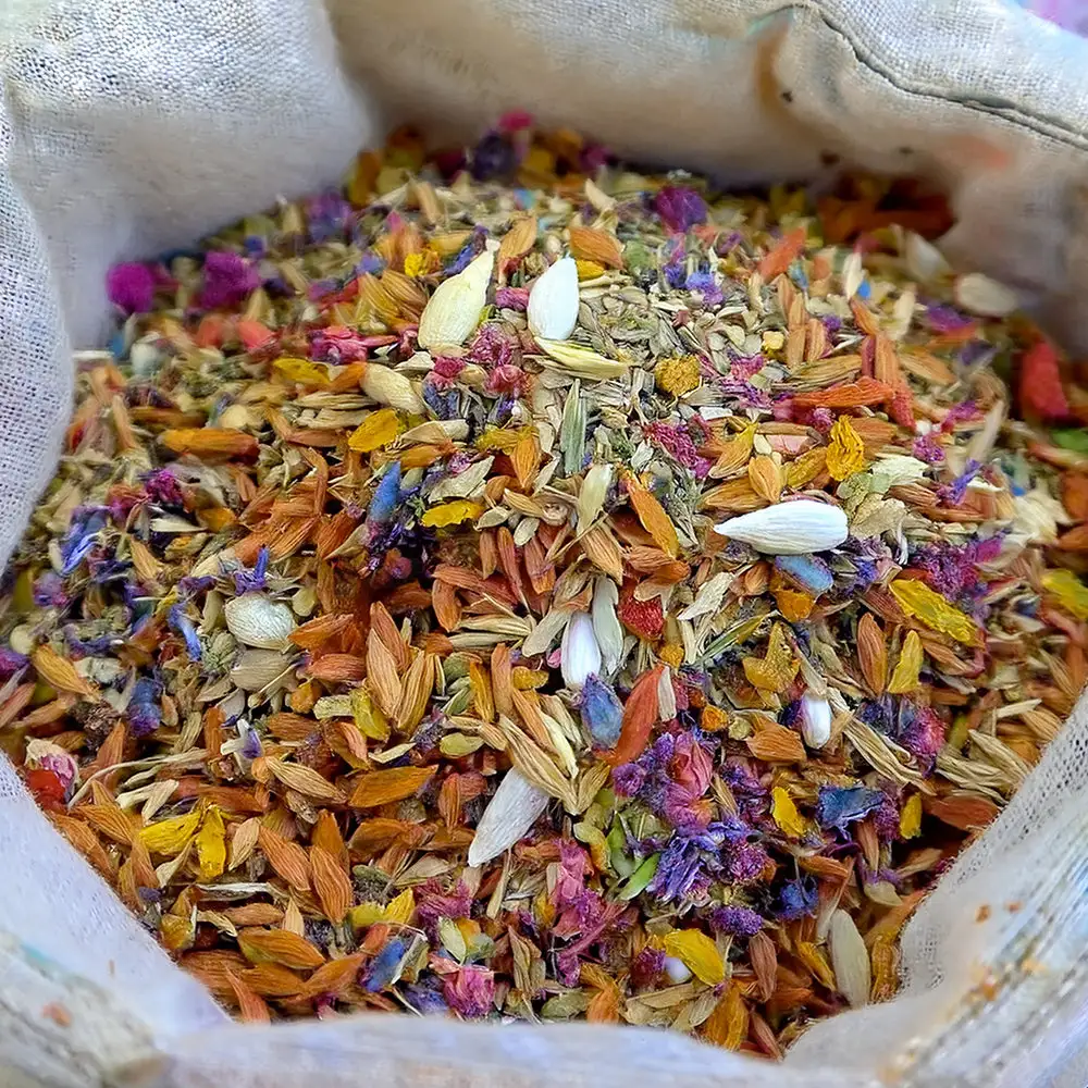 Dazzle Blossom Seeds - Image 9