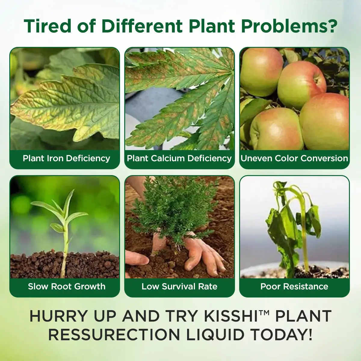 Plant Resurrection Liquid - Image 5