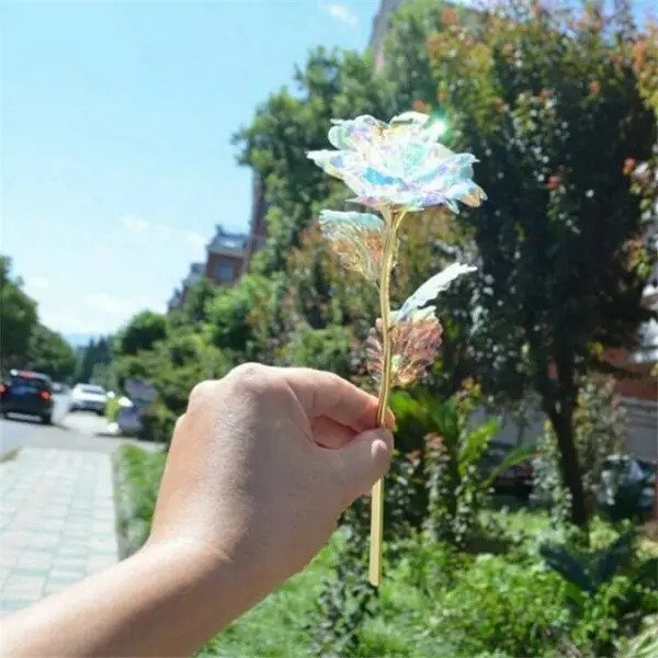 Galaxy Everlasting Rose