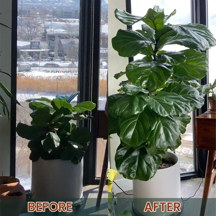 Root Drops - Image 17