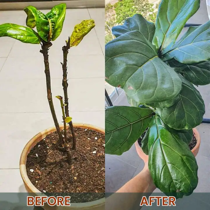 Root Drops - Image 20