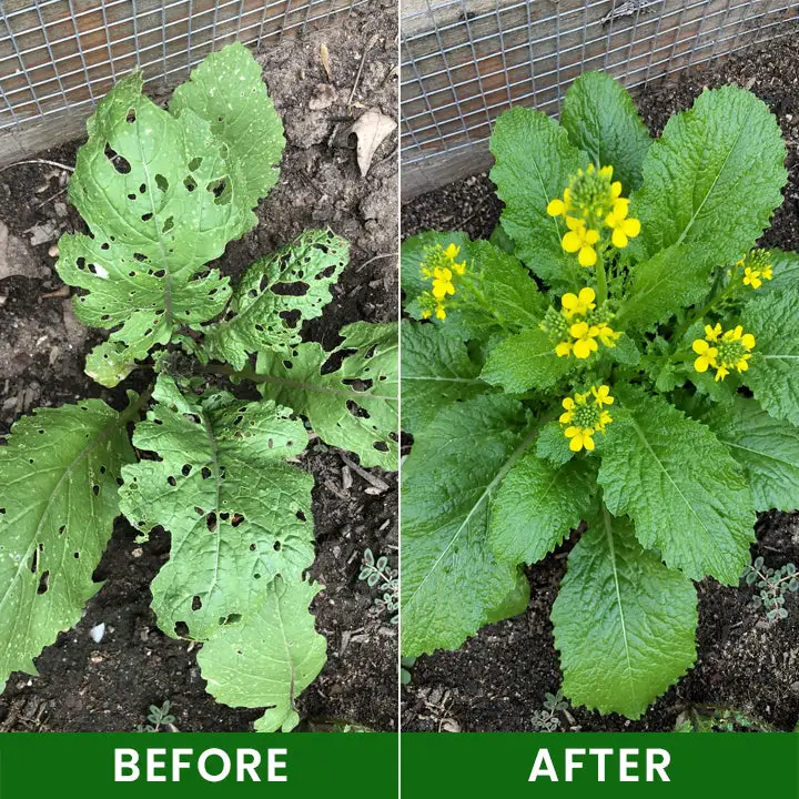Baking Soda Powder for Plants - Image 10