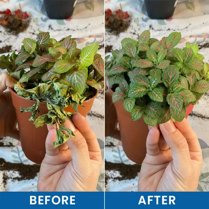 Baking Soda Powder for Plants - Image 11