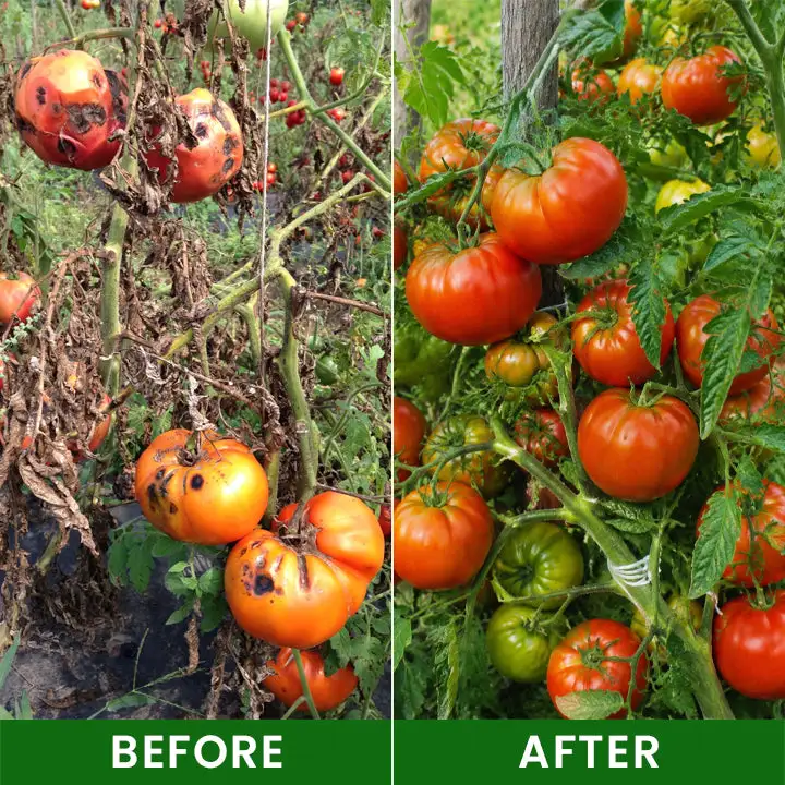 Baking Soda Powder for Plants - Image 8