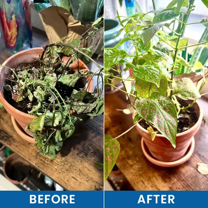 Baking Soda Powder for Plants - Image 9