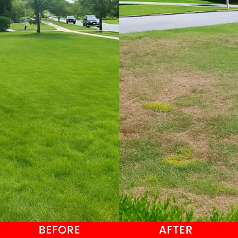 Cyclosinone Herbicide Water Dispersible Granules - Image 7