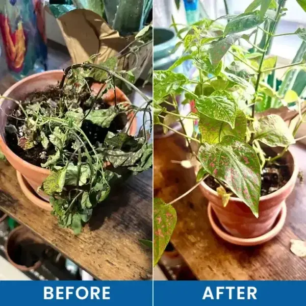 Baking Soda Powder for Plants - Image 10