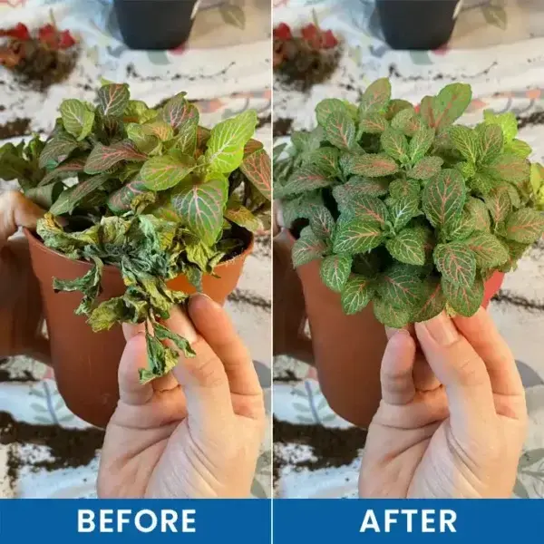 Baking Soda Powder for Plants - Image 12