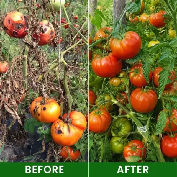 Baking Soda Powder for Plants - Image 9