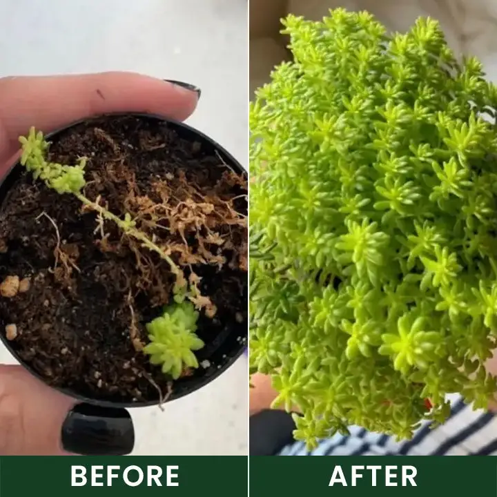 Universal Plant Nutrient Solution - Image 10