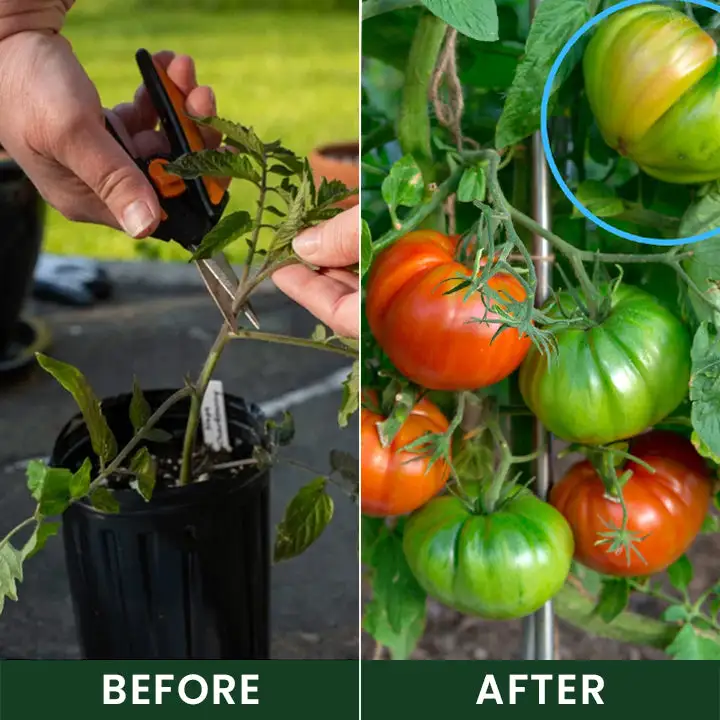 Universal Plant Nutrient Solution - Image 8
