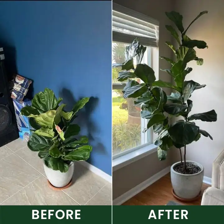 Universal Plant Nutrient Solution - Image 9